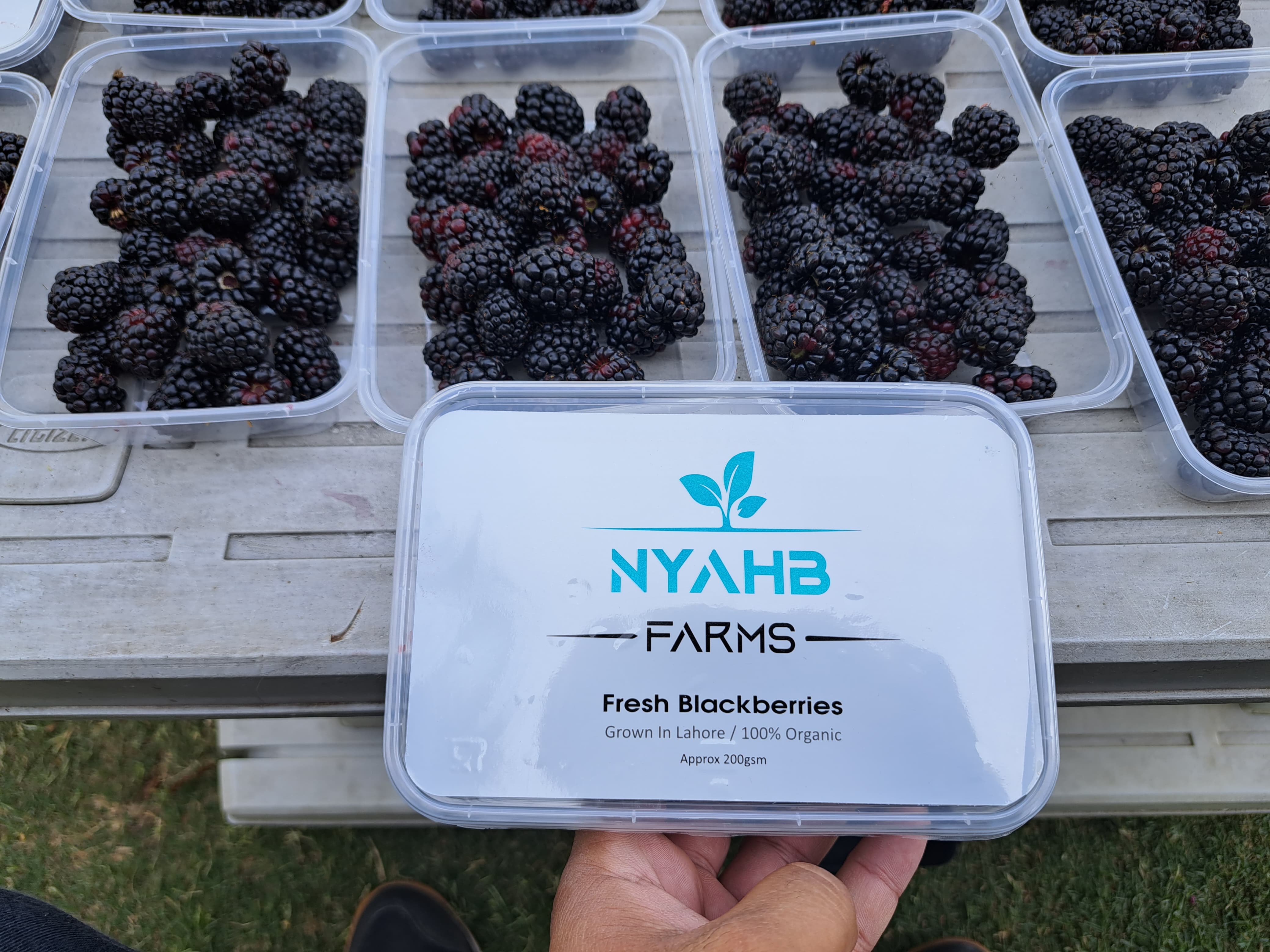 Blackberries - 10496