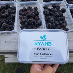 Blackberries - 10496